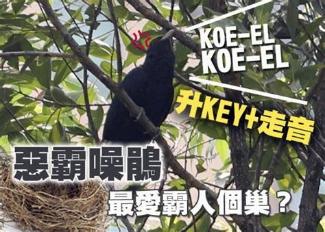 白鴿在窗外風水|「升Key雀」、白鴿窗台築巢生蛋惹衛生問題 網民分。